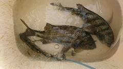 まこと渡船 釣果