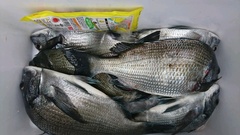 まこと渡船 釣果