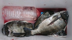 まこと渡船 釣果