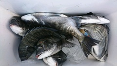 まこと渡船 釣果