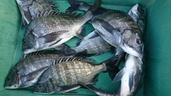 まこと渡船 釣果