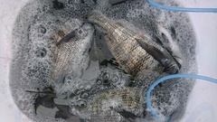 まこと渡船 釣果