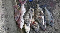 まこと渡船 釣果