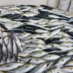 暁〜akatsuki〜 釣果