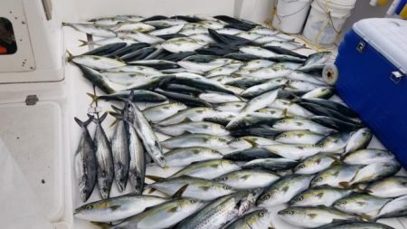 暁〜akatsuki〜 釣果