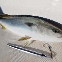 暁〜akatsuki〜 釣果