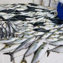 暁〜akatsuki〜 釣果