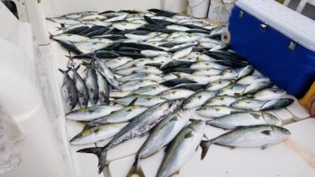 暁〜akatsuki〜 釣果