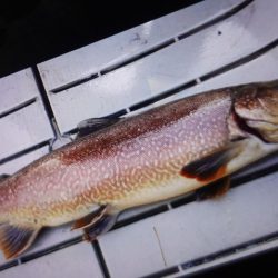 フィッシングレイクたかみや 釣果