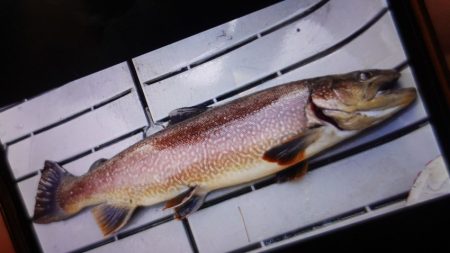 フィッシングレイクたかみや 釣果