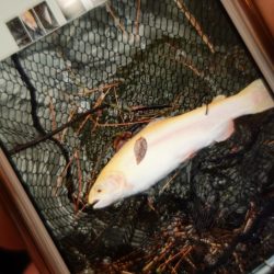 フィッシングレイクたかみや 釣果