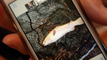 フィッシングレイクたかみや 釣果