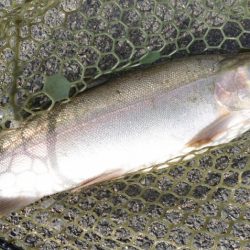 フィッシングレイクたかみや 釣果