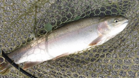 フィッシングレイクたかみや 釣果