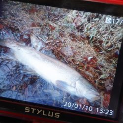 フィッシングレイクたかみや 釣果