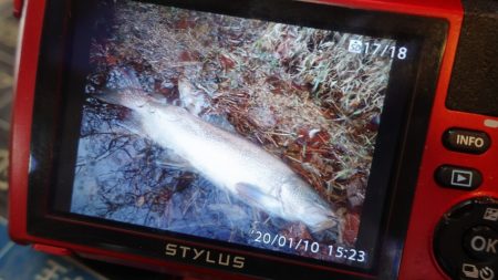 フィッシングレイクたかみや 釣果