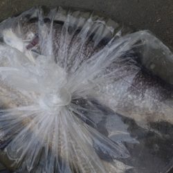 フィッシングレイクたかみや 釣果