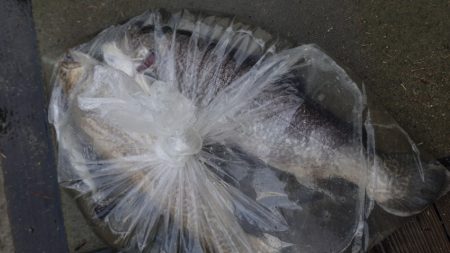 フィッシングレイクたかみや 釣果