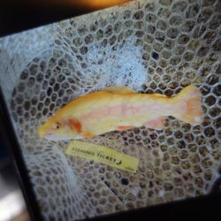 フィッシングレイクたかみや 釣果