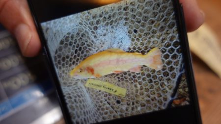 フィッシングレイクたかみや 釣果