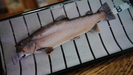 フィッシングレイクたかみや 釣果