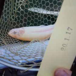 フィッシングレイクたかみや 釣果