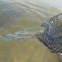 フィッシングレイクたかみや 釣果