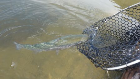 フィッシングレイクたかみや 釣果