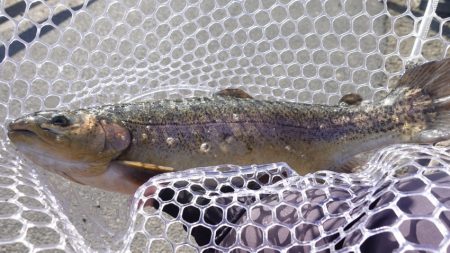 フィッシングレイクたかみや 釣果