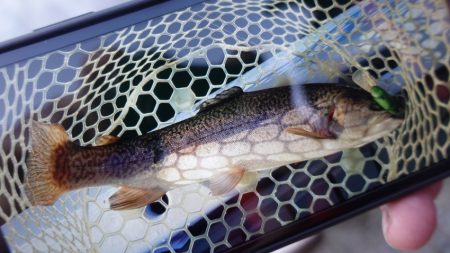 フィッシングレイクたかみや 釣果