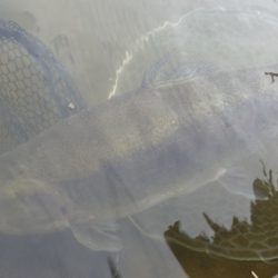 フィッシングレイクたかみや 釣果