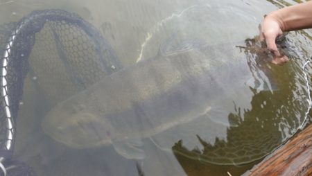 フィッシングレイクたかみや 釣果