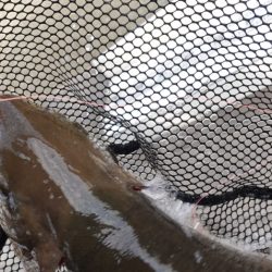 フィッシングレイクたかみや 釣果