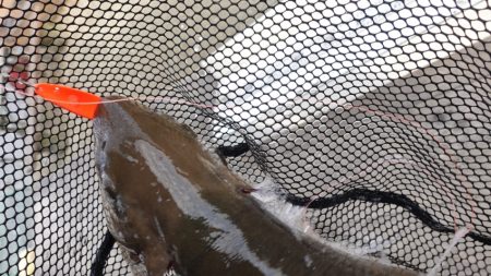 フィッシングレイクたかみや 釣果