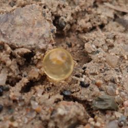 フィッシングレイクたかみや 釣果