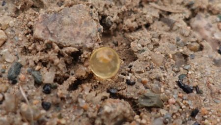 フィッシングレイクたかみや 釣果