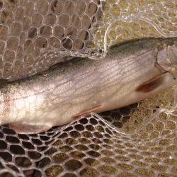 フィッシングレイクたかみや 釣果