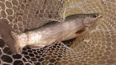 フィッシングレイクたかみや 釣果