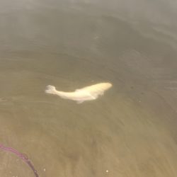 フィッシングレイクたかみや 釣果