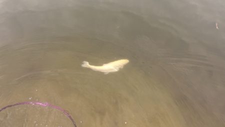 フィッシングレイクたかみや 釣果