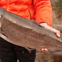 フィッシングレイクたかみや 釣果