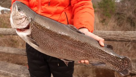フィッシングレイクたかみや 釣果