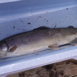 フィッシングレイクたかみや 釣果