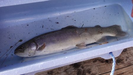 フィッシングレイクたかみや 釣果