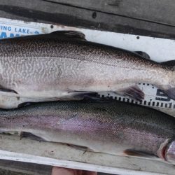 フィッシングレイクたかみや 釣果