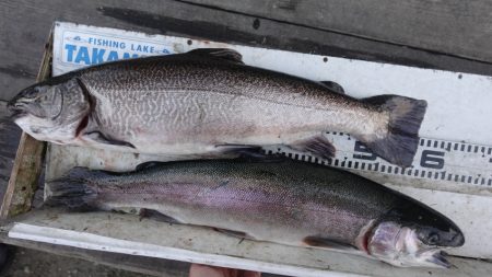 フィッシングレイクたかみや 釣果