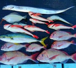 東京湾探釣隊ぼっち 釣果
