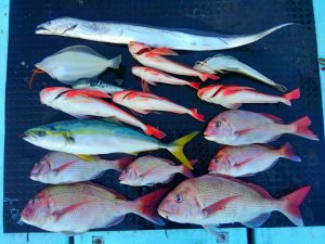 東京湾探釣隊ぼっち 釣果
