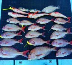 東京湾探釣隊ぼっち 釣果