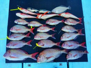 東京湾探釣隊ぼっち 釣果